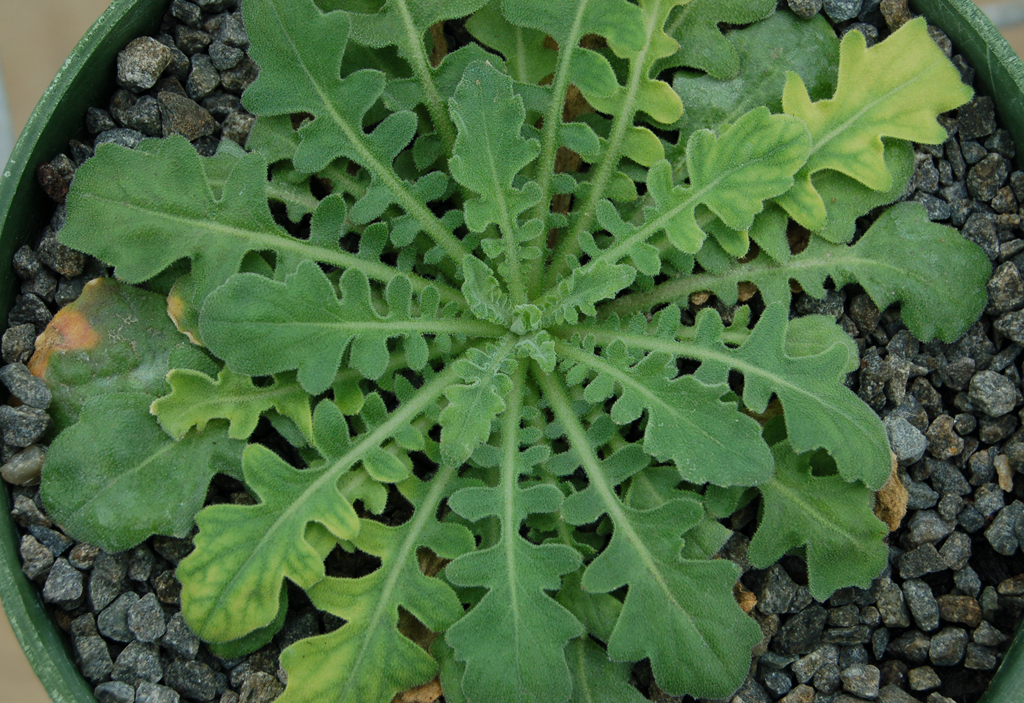 須彌芥(植物名稱)