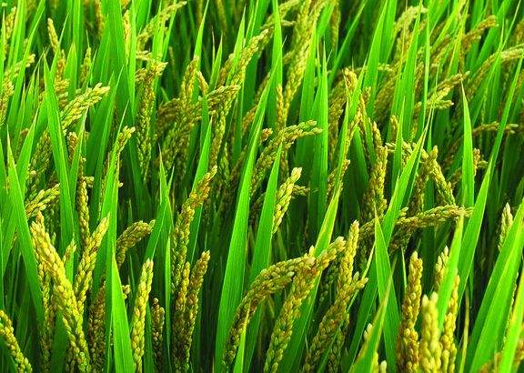 無公害食品：水稻產地環境條件