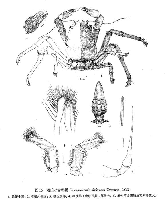 道氏雙齒綿蟹