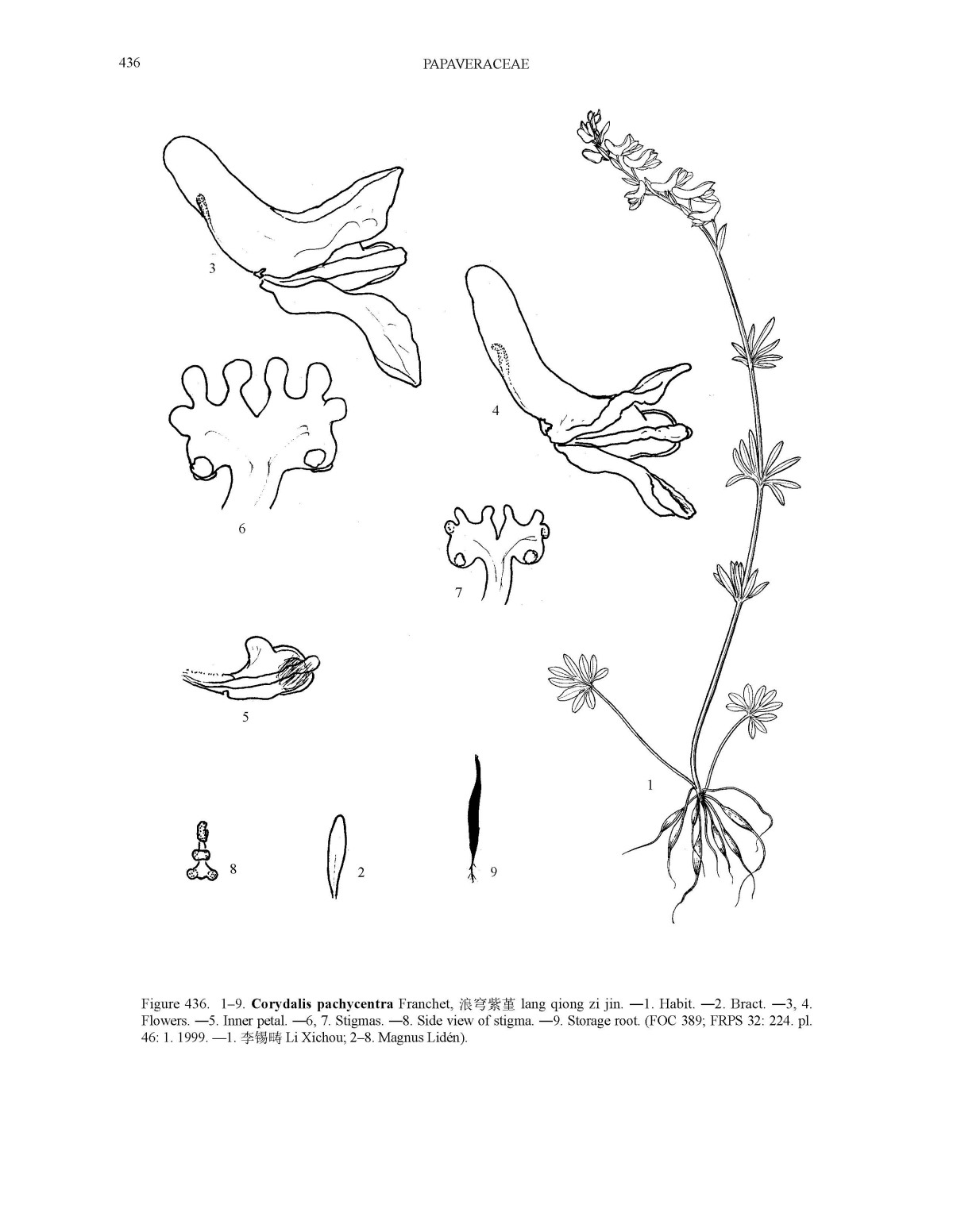 浪穹紫堇 - 墨線圖