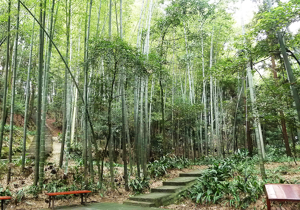 縉雲山翠竹