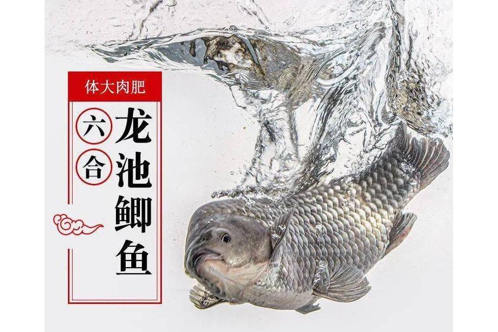 龍池鯽魚