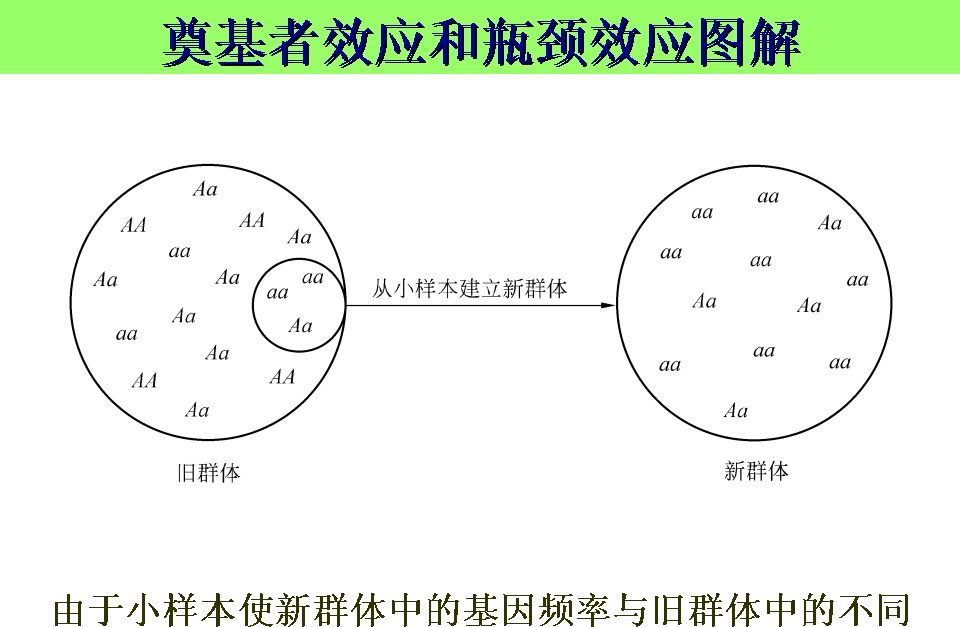 建立者效應