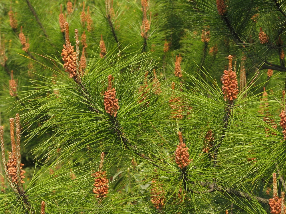 材用植物