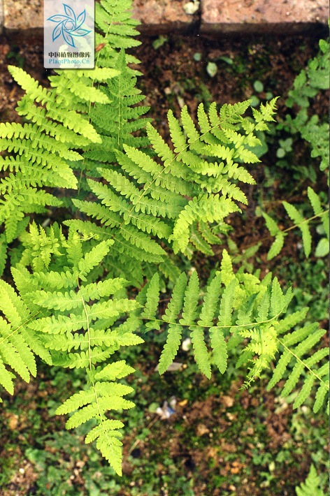 毛葉沼澤蕨（變種）