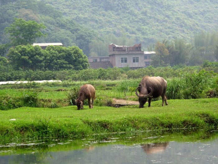 水牛壩村