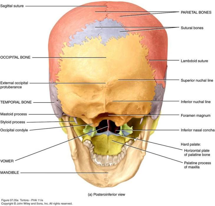 顱骨後面觀