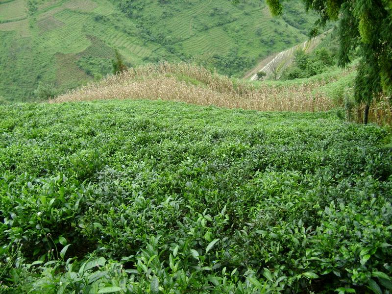 茶園、旱地