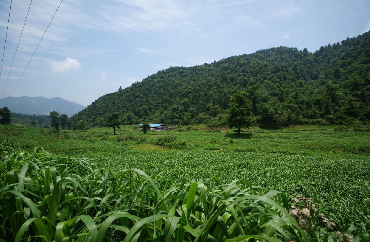 屏山牧場