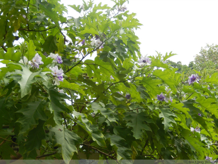 樹茄果(tamarillos)