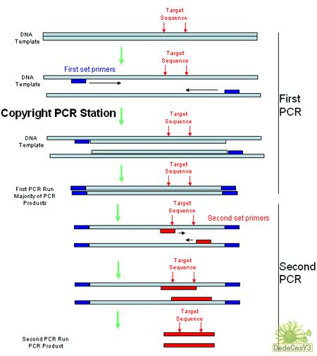 巢式PCR