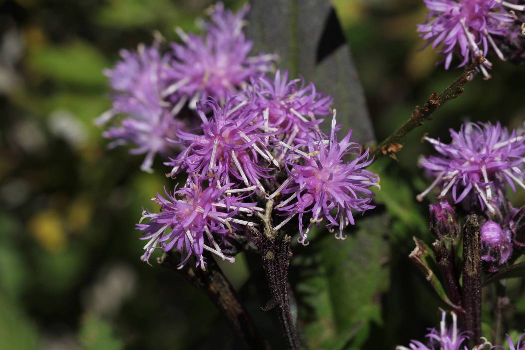 長毛風毛菊(菊科風毛菊屬植物)