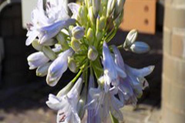 Agapanthus \x27Summer Skies\x27