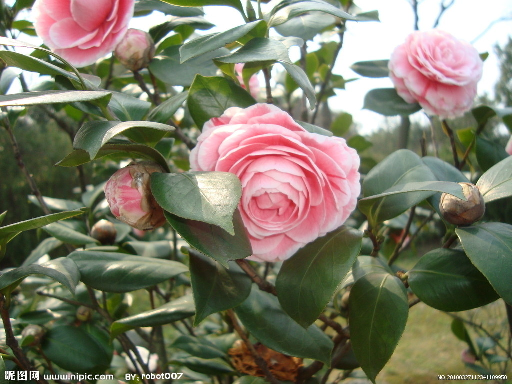 茶花