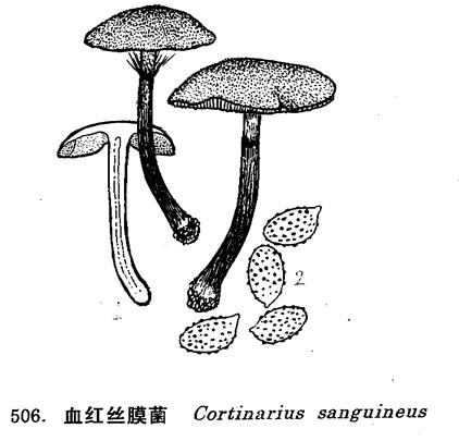 血紅絲膜菌