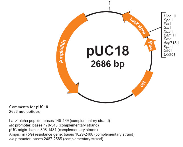pUC18