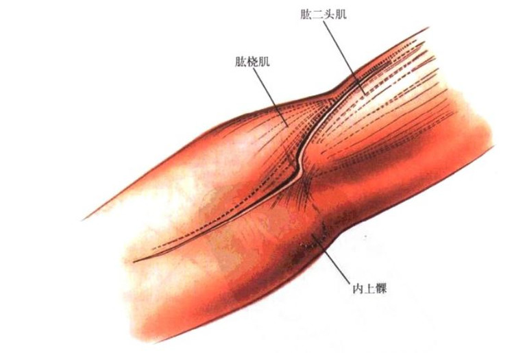 肱橈肌