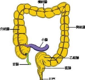 結腸阿米巴