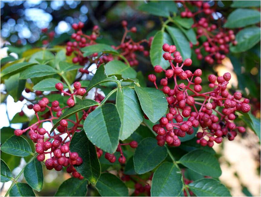 鳳縣大紅袍花椒