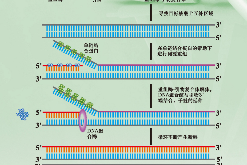 多酶恆溫快速擴增技術