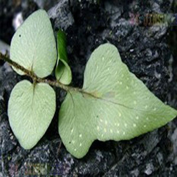 厚葉貫眾(鱗毛蕨科貫眾屬植物)