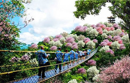 從化天適櫻花悠樂園