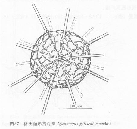 格氏檐形提燈蟲