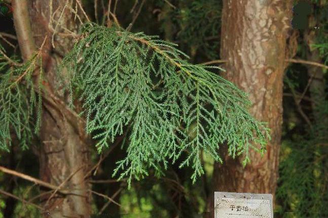 乾香柏玉龍家系10號