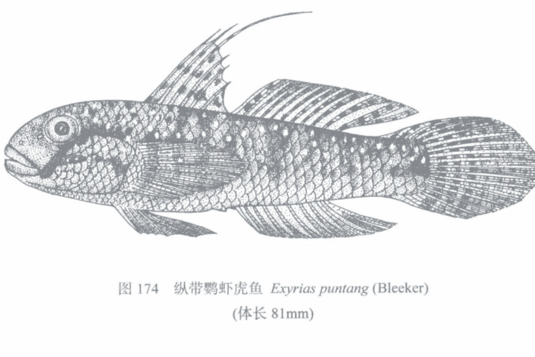 縱帶鸚蝦虎魚