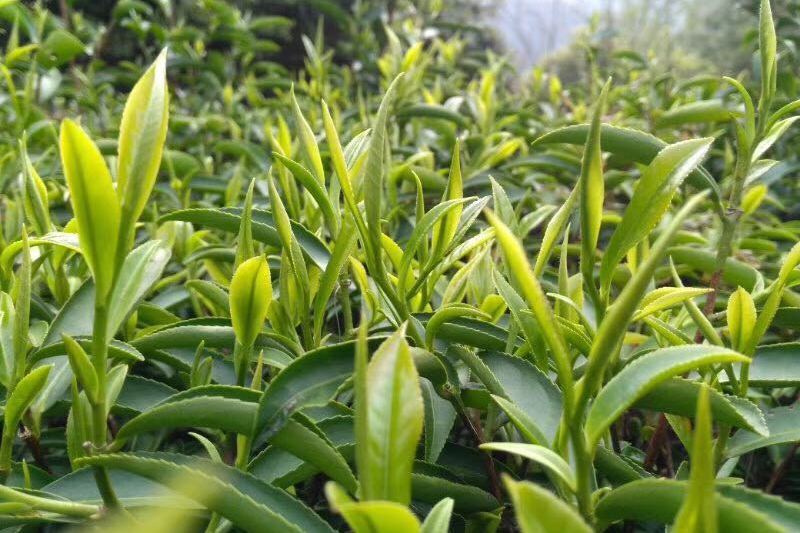 大苗山紅茶