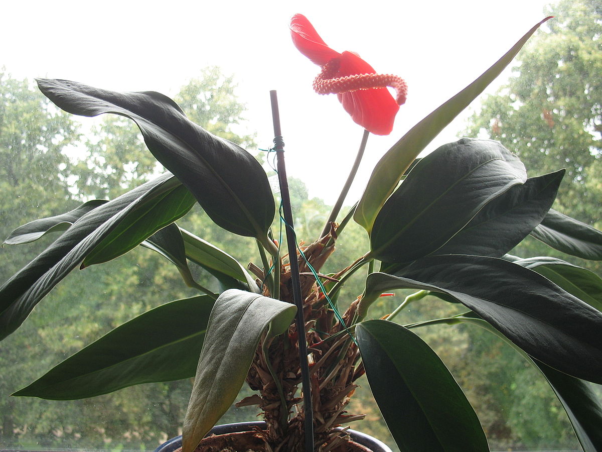 火鶴花(紅鶴芋)