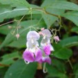 天目山鳳仙花（原變種）