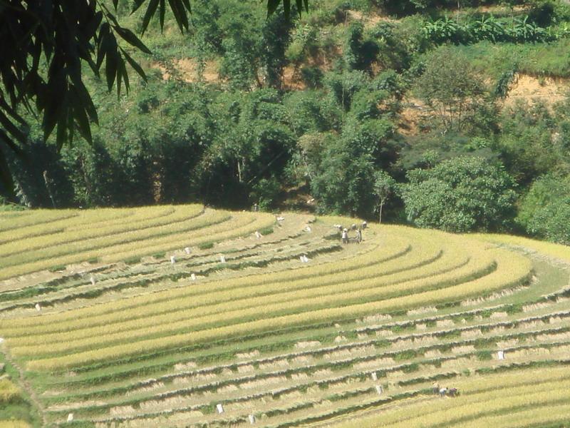 丫口地自然村