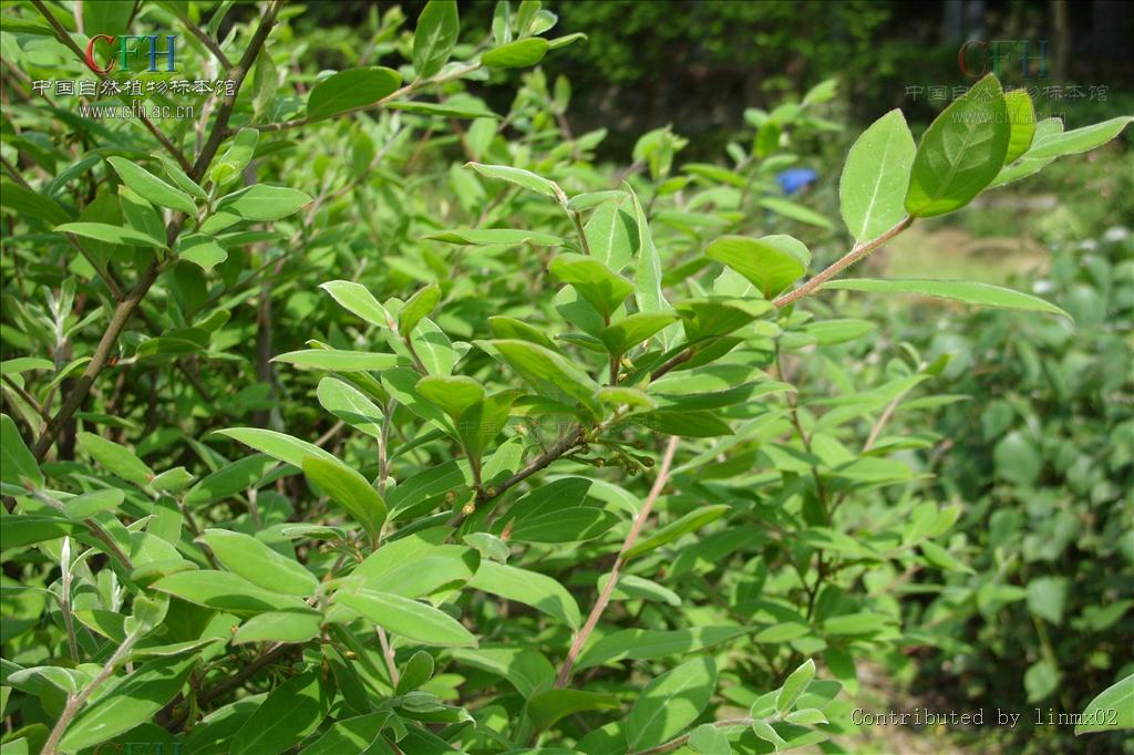 毛葉小芸木（變種）