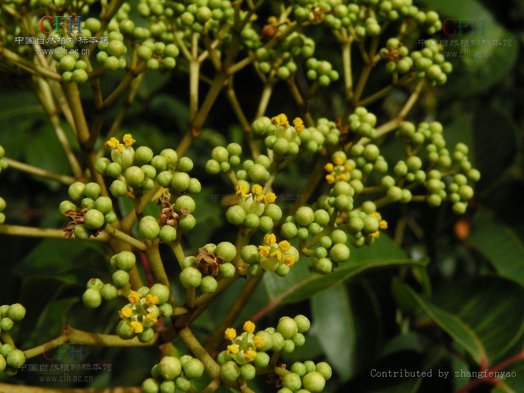 Evodia daniellii（中文名：臭檀吳萸）