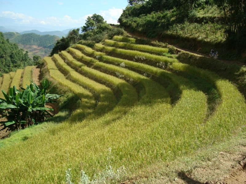 大草壩村梯田