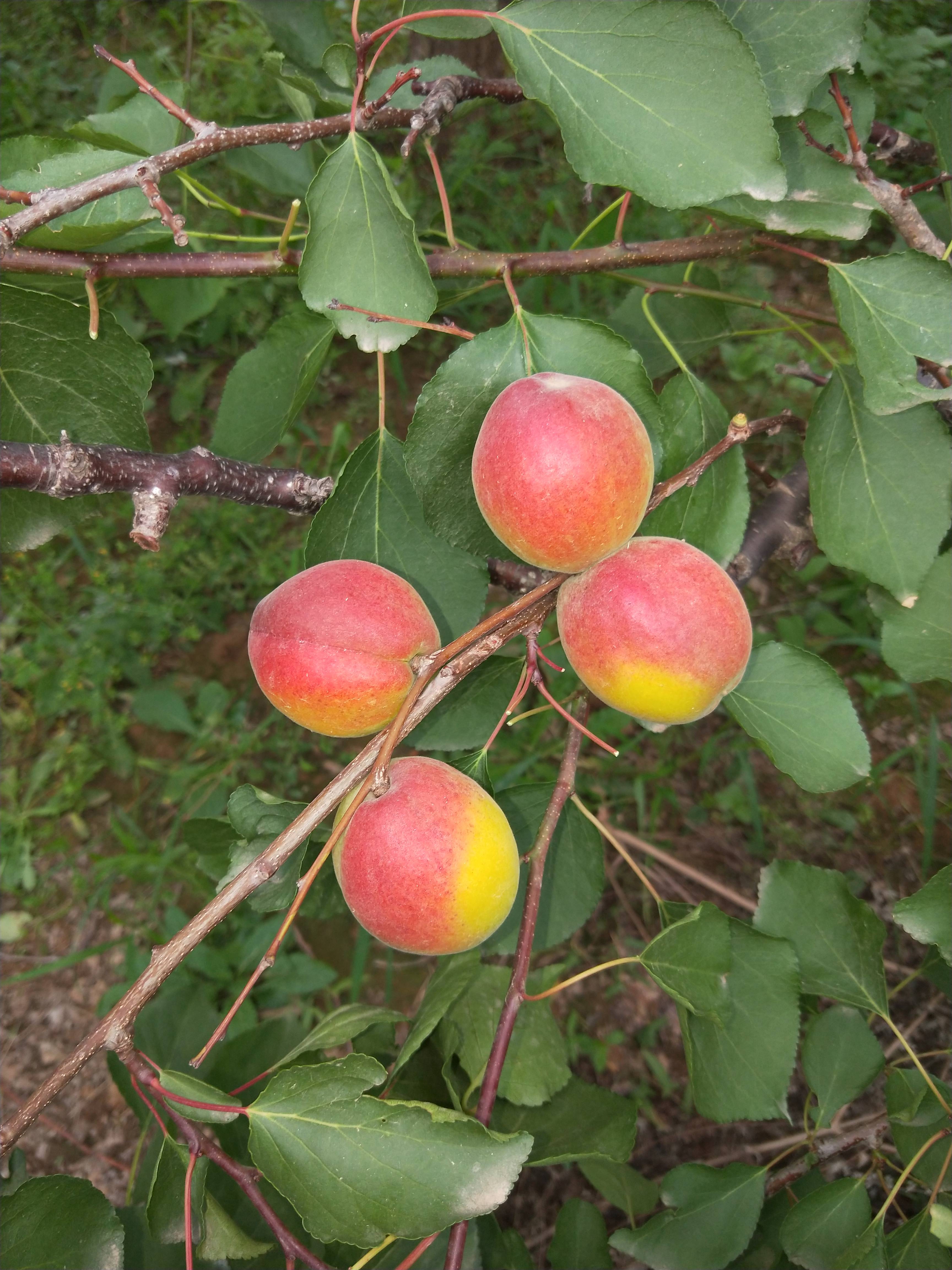 巨鹿串枝紅杏