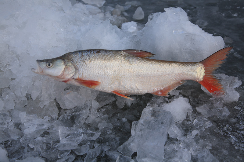 中國四大名魚