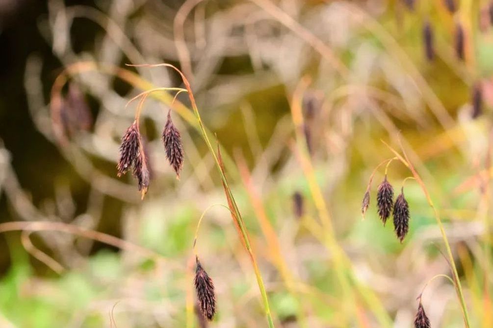 仲湘苔草（擬）