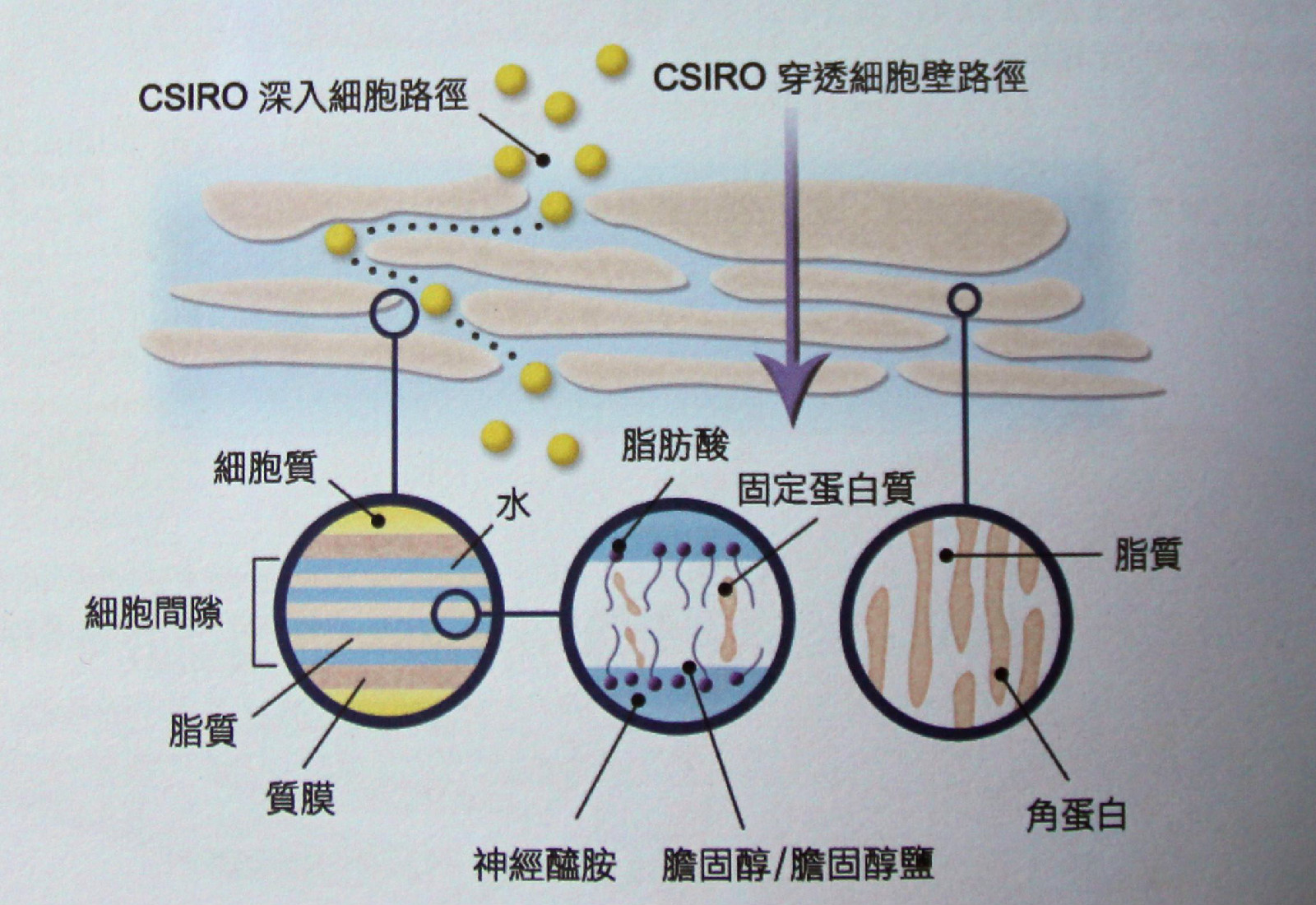 CSIRO專利傳送技術