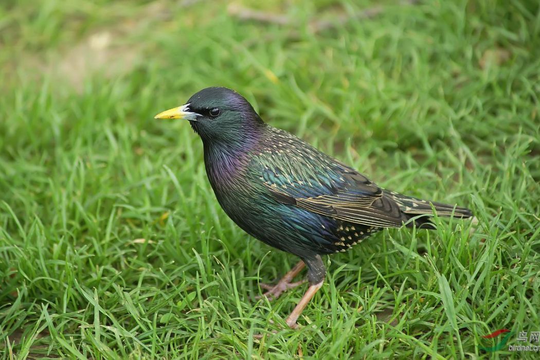 紫翅椋鳥北疆亞種