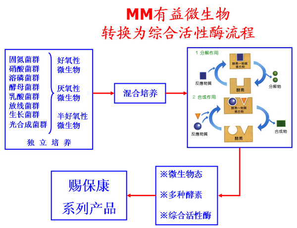 微生物酶轉化技術