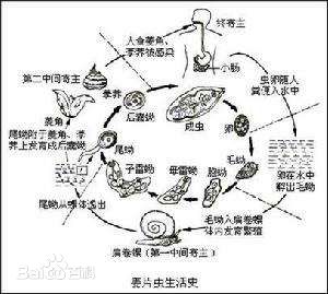 布氏薑片蟲