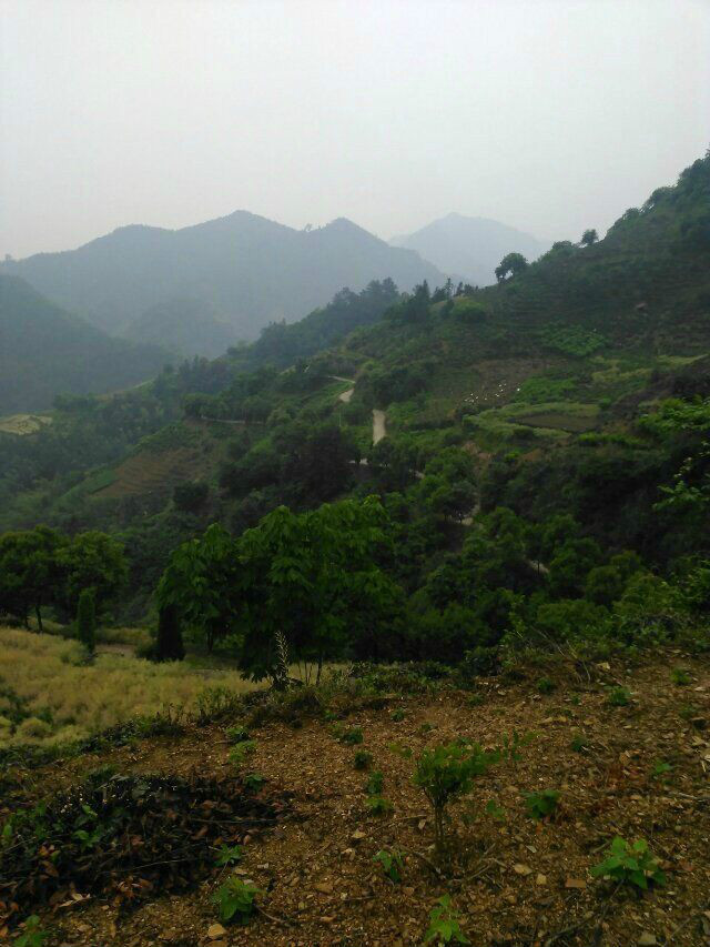 高山槐棠村