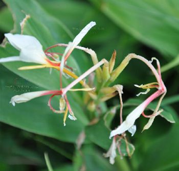 疏花草果藥