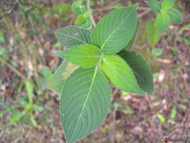 植物照片