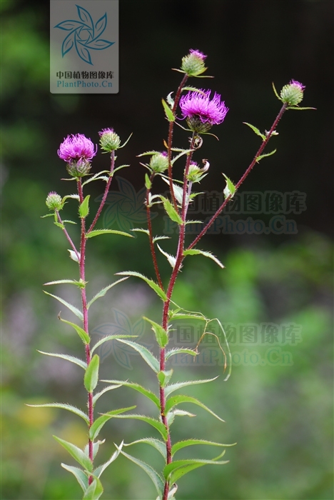 絨背薊(植物)