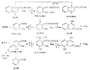 色氨酸的分解代謝