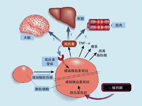 尿酮體