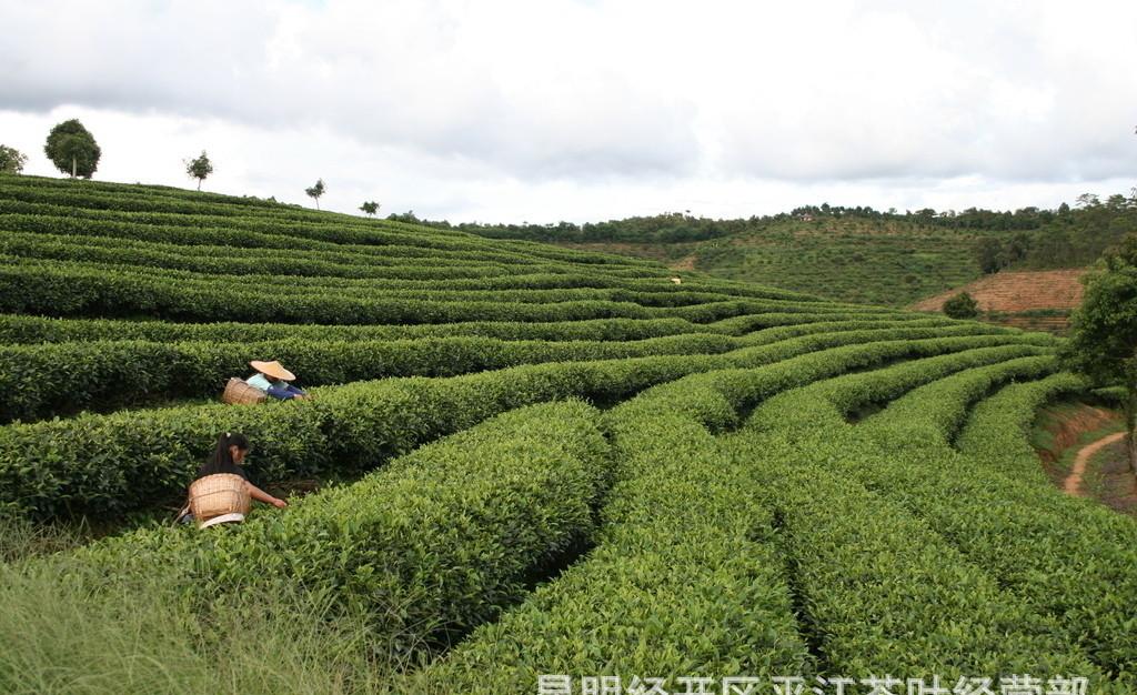 寓道靈芝茶